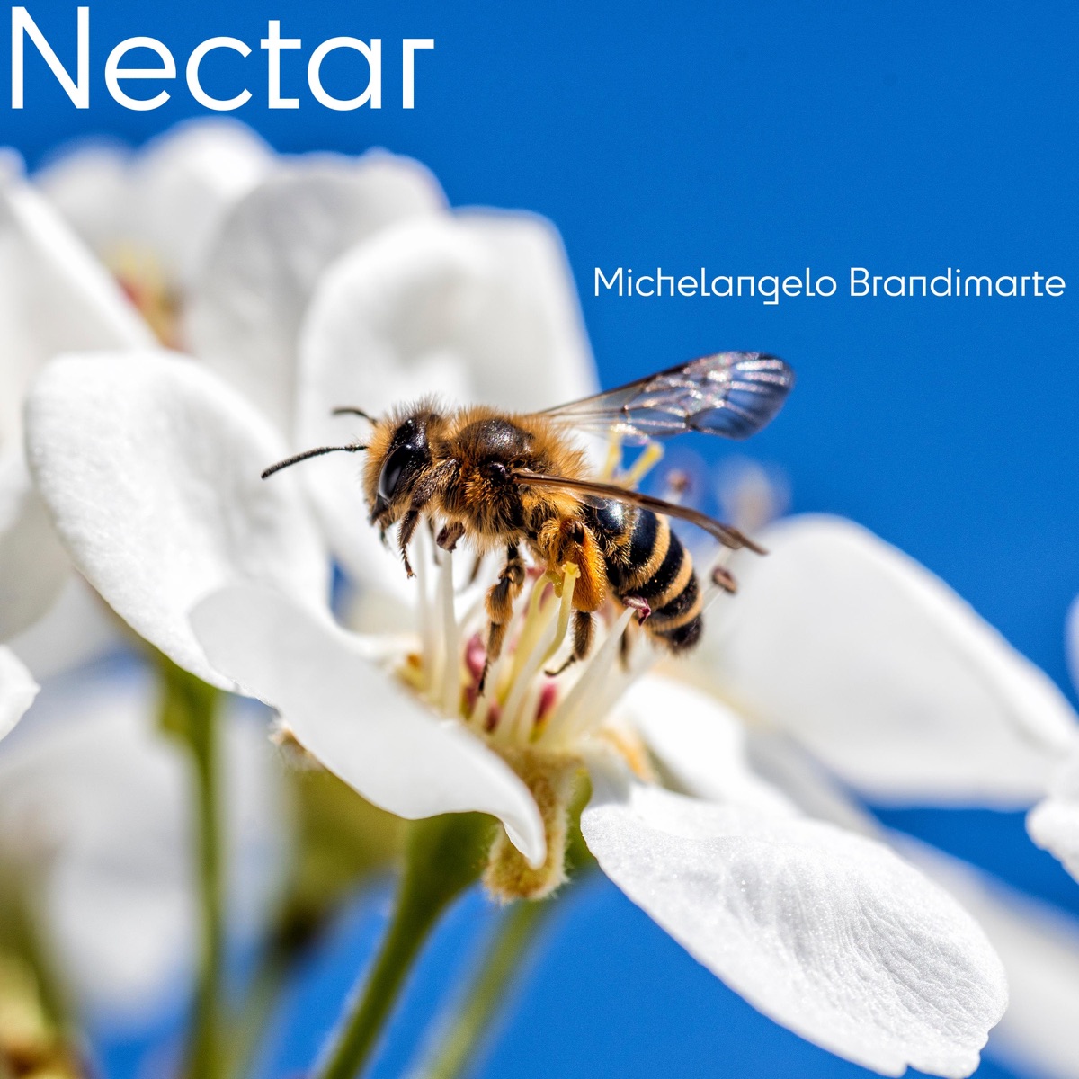 Copertina di Nectar